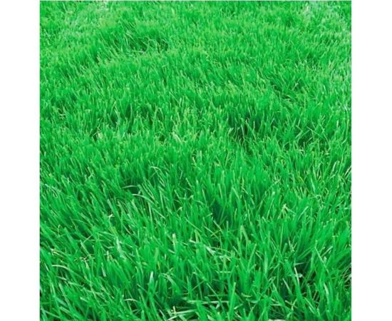 Овсянница красная Сила Суздаля 1 кг 4680004066866 – изображение 6