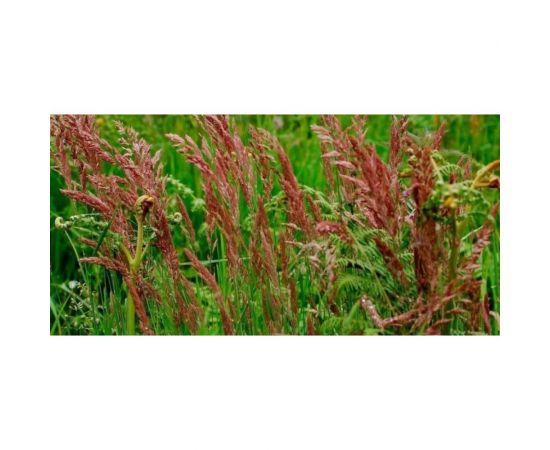 Овсянница красная Сила Суздаля 1 кг 4680004066866 – изображение 3