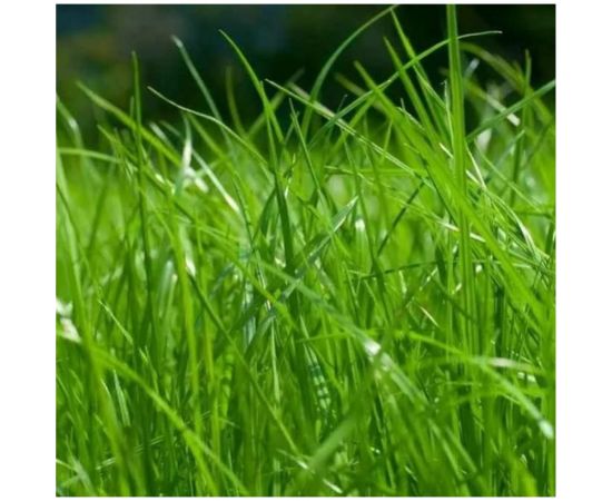 Овсянница красная Сила Суздаля 1 кг 4680004066866 – изображение 4