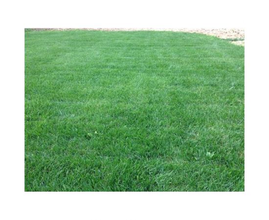 Овсянница красная Сила Суздаля 1 кг 4680004066866 – изображение 2