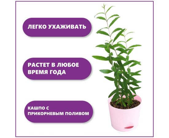 Набор для выращивания растений Тысяча Листьев гранат обыкновенный tl-031 – изображение 2