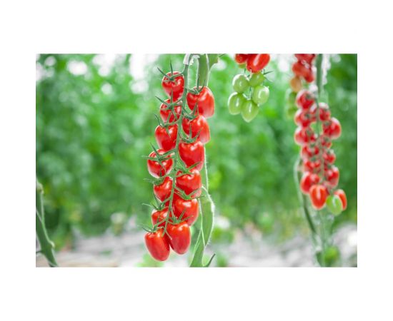 Патронташ F1 семена томата 10 шт ЭС мини ELITE PLANT-BREEDING & SEED PRODUCTION Co. 1026994902 – изображение 2