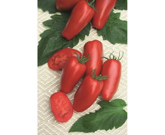 Гаспачо семена томата 100 шт ЭС мини ELITE PLANT-BREEDING & SEED PRODUCTION Co. 1999942729 – изображение 2