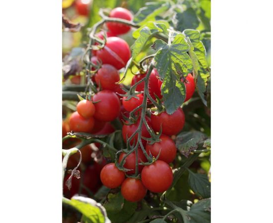 Консерватто F1 семена томата 100 шт ЭС мини ELITE PLANT-BREEDING & SEED PRODUCTION Co. 1026993617 – изображение 2