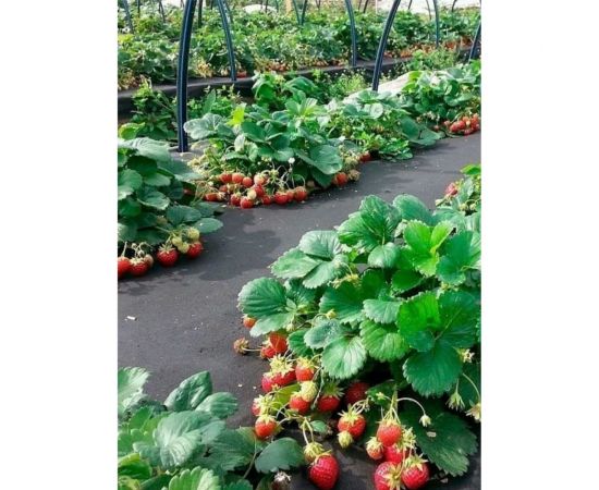 Спанбонд черный укрывной материал для растений 3.2x10 м Сила Суздаля 4680004064312 – изображение 7