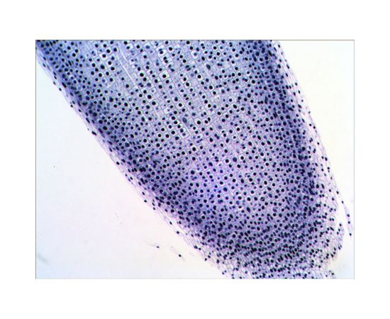 Набор микропрепаратов N38 NG Levenhuk 29278 – изображение 2