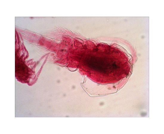 Набор микропрепаратов N38 NG Levenhuk 29278 – изображение 8