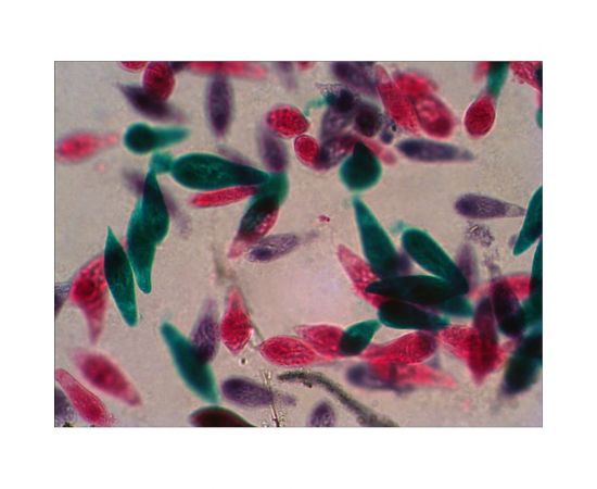 Набор микропрепаратов N38 NG Levenhuk 29278 – изображение 7