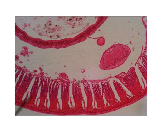 Набор микропрепаратов N38 NG Levenhuk 29278 – изображение 3