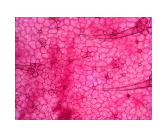 Набор микропрепаратов N38 NG Levenhuk 29278 – изображение 6