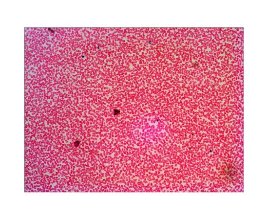 Набор микропрепаратов N38 NG Levenhuk 29278 – изображение 5