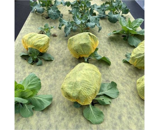 Шапочка для капусты 5 шт Агротекс 32.01.61.01.00.000.0000.0000.06 – изображение 2