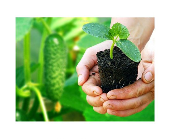 Грунт Сила Суздаля для рассады 10 л 4680004060420 – изображение 4