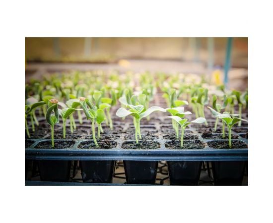 Грунт Сила Суздаля для рассады 10 л 4680004060420 – изображение 5