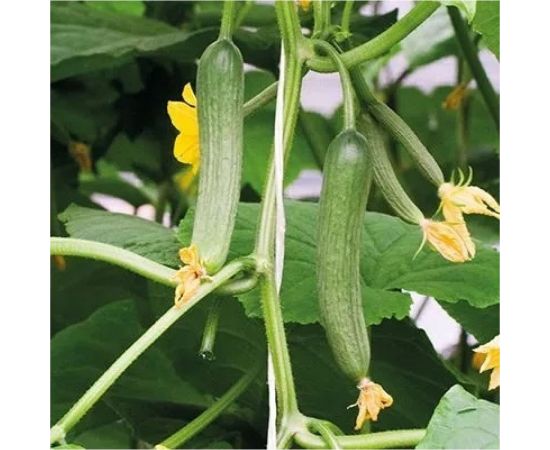 Огурец Агросидстрейд Азади F1 АСТ 124299 – изображение 2