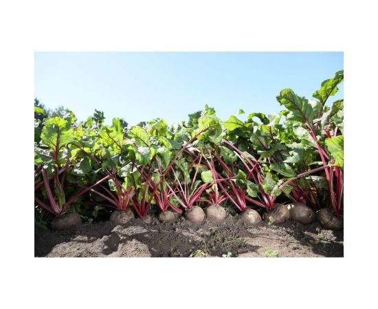 Марго F1 семена свеклы столовой 40 г ЭС ELITE PLANT-BREEDING & SEED PRODUCTION Co. 1999947950 – изображение 2