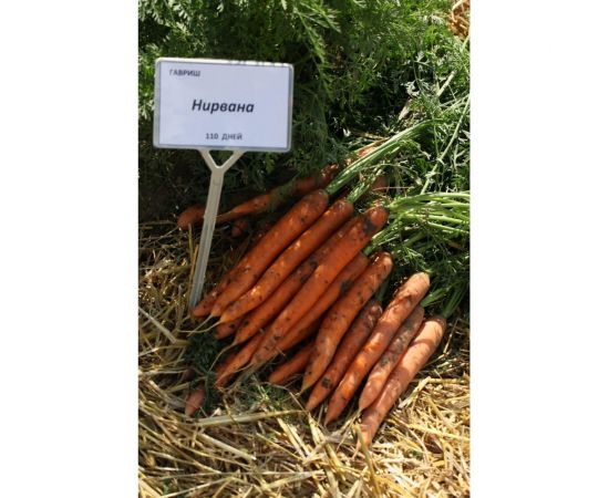 Нирвана F1 семена моркови нантской 20 г ЭС мини ELITE PLANT-BREEDING & SEED PRODUCTION Co. 1999942840 – изображение 2