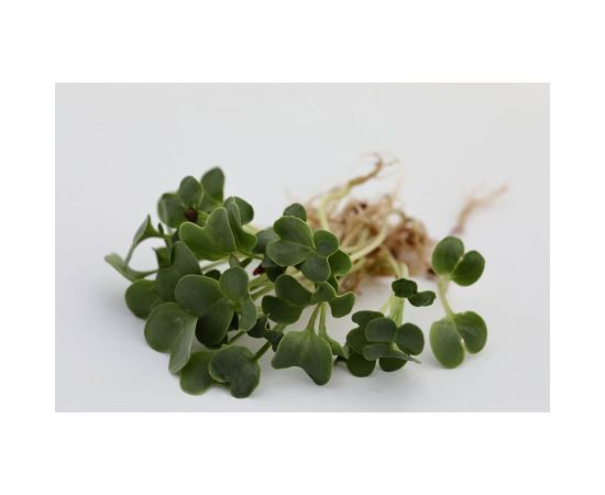 Микрозелень-семена для проращивания. Редька черная Карбон 20 г ЭС мини ELITE PLANT-BREEDING & SEED PRODUCTION Co. 1070009689 – изображение 2