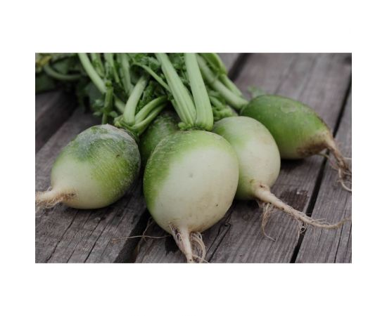 Медео семена редьки маргеланской 20 г ЭС мини ELITE PLANT-BREEDING & SEED PRODUCTION Co. 1999947925 – изображение 2