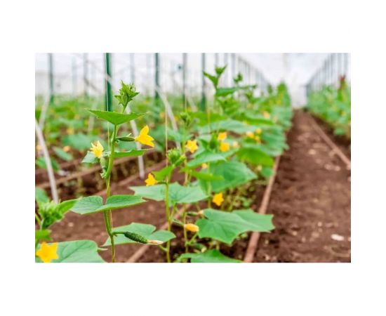 Огурец Агросидстрейд Азади F1 АСТ 124299 – изображение 3