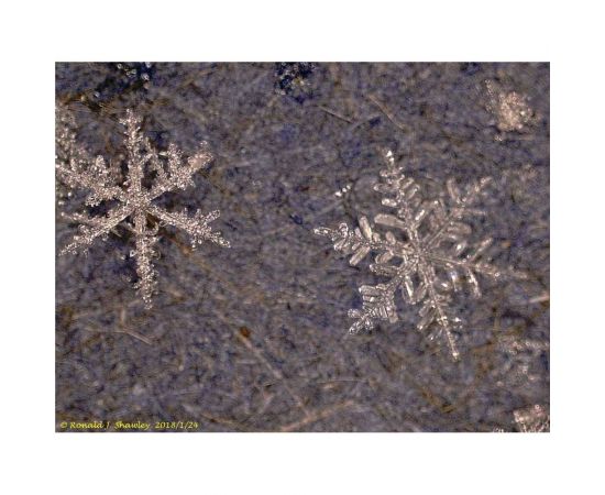 Цифровой микроскоп Levenhuk DTX 500 LCD 61024 – изображение 15