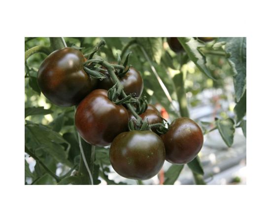 Виагра семена томата 20 шт ЭС мини ELITE PLANT-BREEDING & SEED PRODUCTION Co. 1999947945 – изображение 2