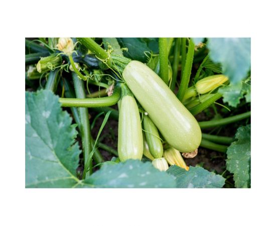 Арктик семена кабачка 20 шт ЭС мини ELITE PLANT-BREEDING & SEED PRODUCTION Co. 1026995337 – изображение 2