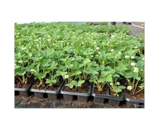 Нейтрализованный торф Сила Суздаля 50 л 4680004064442 – изображение 2