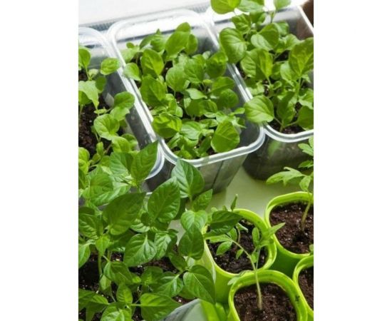 Грунт Сила Суздаля БП для рассады с перегноем 5 л 4680004060413 – изображение 3