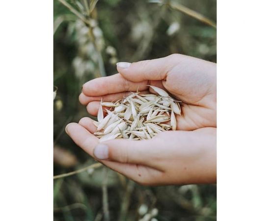 Зерно Сила Суздаля Овёс 5 кг 4680004063803 – изображение 11