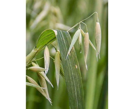 Зерно Сила Суздаля Овёс 5 кг 4680004063803 – изображение 15