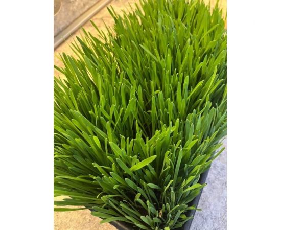 Зерно Сила Суздаля Овёс 5 кг 4680004063803 – изображение 6