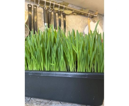 Зерно Сила Суздаля Овёс 5 кг 4680004063803 – изображение 7