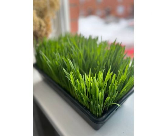 Зерно Сила Суздаля Овёс 5 кг 4680004063803 – изображение 8