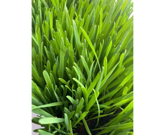 Зерно Сила Суздаля Овёс 5 кг 4680004063803 – изображение 9