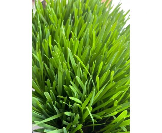 Зерно Сила Суздаля Овёс 5 кг 4680004063803 – изображение 10