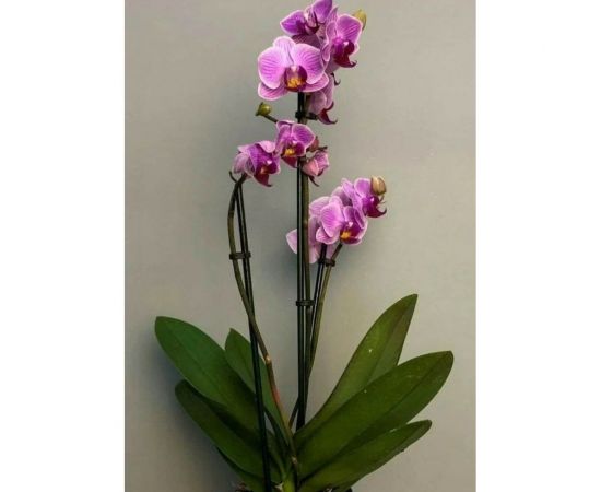 Грунт Сила Суздаля для Орхидей 3 л, фракция 5-20 мм 4680004064510 – изображение 4