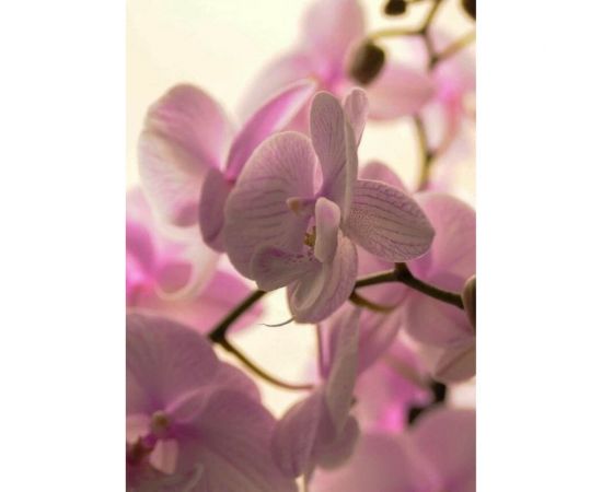 Грунт Сила Суздаля для Орхидей 3 л, фракция 5-20 мм 4680004064510 – изображение 5