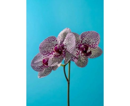 Грунт Сила Суздаля для Орхидей 3 л, фракция 5-20 мм 4680004064510 – изображение 6