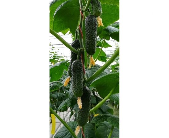 Баварец F1 семена огурца 20 шт ЭС мини ELITE PLANT-BREEDING & SEED PRODUCTION Co. 1071860537 – изображение 2