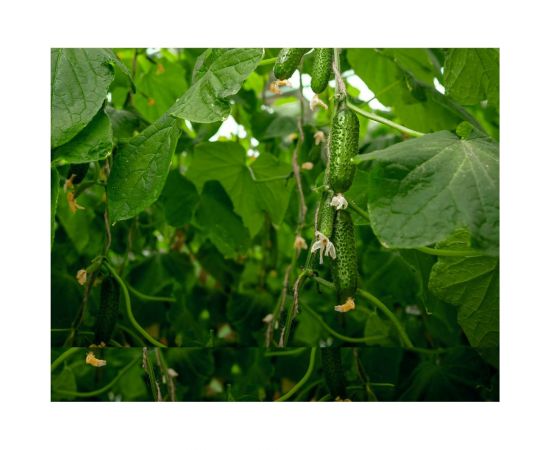 Киборг F1 семена огурца 20 шт ЭС мини ELITE PLANT-BREEDING & SEED PRODUCTION Co. 1026993677 – изображение 2