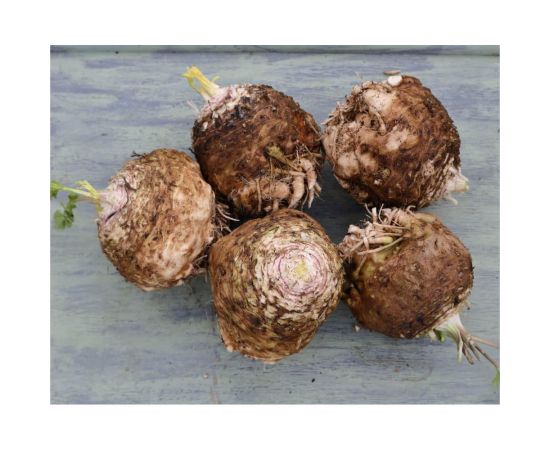 Стимул семена сельдерея корневого 50 г ЭС ELITE PLANT-BREEDING & SEED PRODUCTION Co. 1026995181 – изображение 2