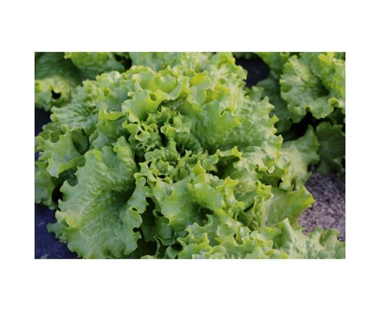 Гейзер семена салата батавия светло-зеленого 1900 шт ЭС мини ELITE PLANT-BREEDING & SEED PRODUCTION Co. 1070008419 – изображение 2