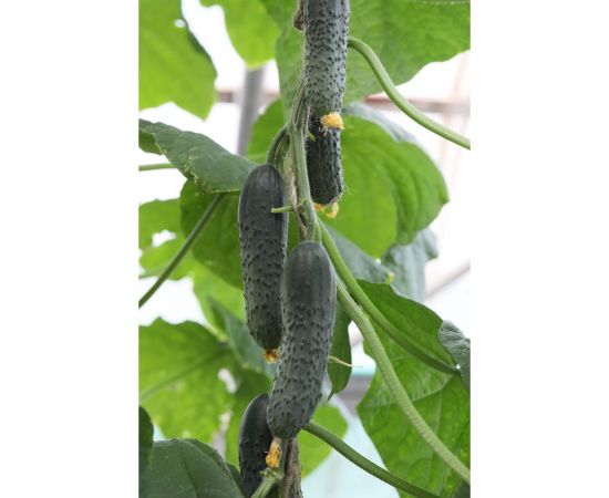Кураж F1 семена огурца 20 шт ЭС мини ELITE PLANT-BREEDING & SEED PRODUCTION Co. 1999942835 – изображение 2
