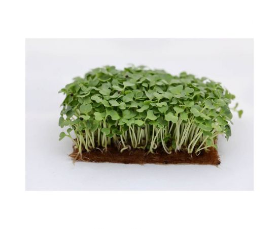 Микрозелень-семена для проращивания. Пак-чой Нихао 20 г ЭС мини ELITE PLANT-BREEDING & SEED PRODUCTION Co. 1026999119 – изображение 2