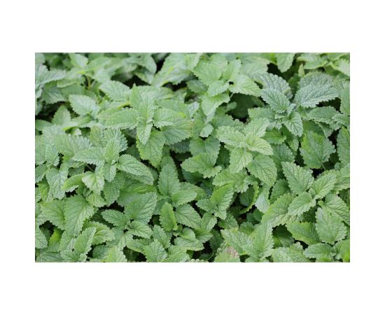 Махито семена мелиссы 3 г ЭС мини ELITE PLANT-BREEDING & SEED PRODUCTION Co. 1999945046 – изображение 2
