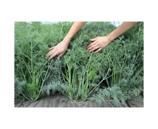 Аллигатор семена укропа 15 г ЭС мини ELITE PLANT-BREEDING & SEED PRODUCTION Co. 1999943787 – изображение 2