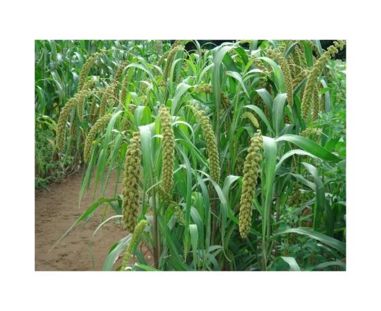 Семена Сила Суздаля Пайза 1 кг 4680004068143 – изображение 3