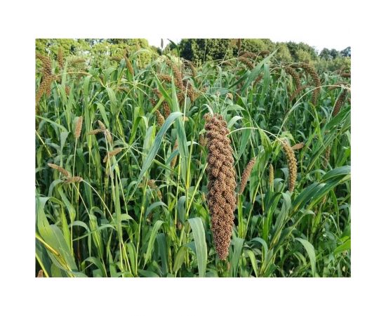 Семена Сила Суздаля Пайза 1 кг 4680004068143 – изображение 4