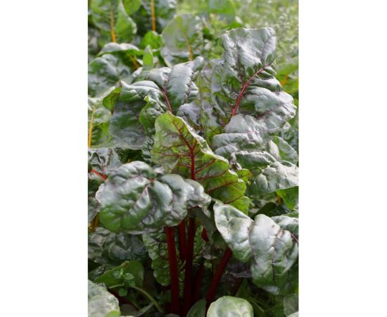 Гранат семена мангольда 10 г ЭС мини ELITE PLANT-BREEDING & SEED PRODUCTION Co. 1999945062 – изображение 2